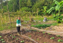 Kemenag Bintan Perkuat Program Green Economy melalui Budidaya Sayuran