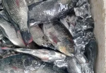 Ikan Air Laut atau Ikan Air Tawar, Mana yang Lebih Sehat ?