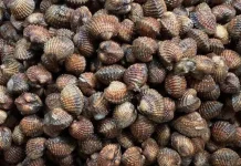 Kerang Dara Mentah Jadi Pilihan Olahan Laut Masyarakat Tanjungpinang