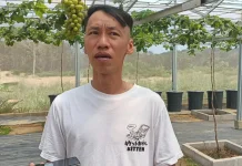 Budidaya Anggur Bintan Berpeluang Penuhi Kebutuhan Pasar Lokal