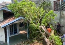BPBD Tanjungpinang Evakuasi Pohon Tumbang di Jalan Kamboja