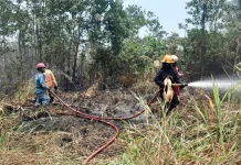 Karhutla Hanguskan Lima Hektare Lahan di Sri Bintan