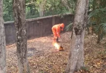 Damkar Lingga Evakuasi Dua Sarang, Petugas Tersengat