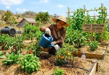 Cerdas Berkebun saat Kemarau, Tanaman Tetap Tumbuh