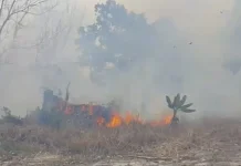 Dua Hari Berturut, Kebun Nyiur Kembali Dilanda Karhutla