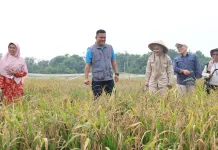 Pemkab Bintan Dorong Produktivitas Pertanian lewat Demplot Padi