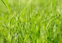 Rumput dan Kemampuan Menyimpan Air