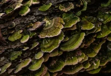 Hutan ternyata Punya Jaringan Rahasia
