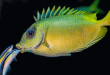 Ikan Kecil Jadi Dokter di Laut