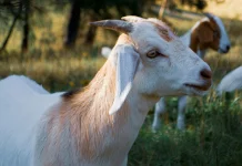 Kota di California Rekrut Ribuan Kambing Jadi Pasukan Pemadam Kebakaran