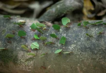 Semut Jadi Pasukan Rahasia Hutan