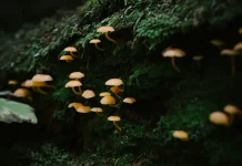 Hutan Bisa Kolaps jika tanpa Jamur