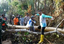 Karhutla Desa Kudung Hanguskan 81 Hektare Lahan, BNPB Dimintai Bantuan