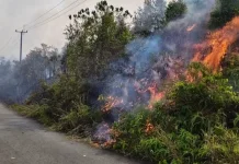 Api Melahap 20 Hektare Lahan di Desa Marok Kecil Kabupaten Lingga