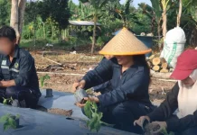 Lapas Narkotika Tanjungpinang Tanam 1.000 Bibit Cabai