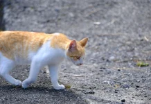 Fenomena Unik Pulau Berpenduduk Mayoritas Kucing