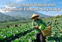 Kubis sebagai Bagian dari Ketahanan Pangan Masyarakat