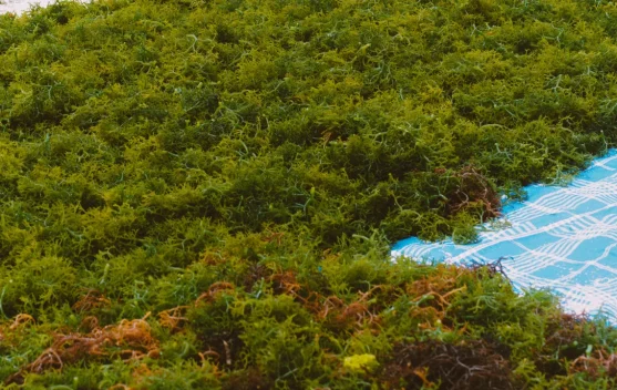 Rumput Laut Sebagai Komoditas Unggulan Sektor Kelautan