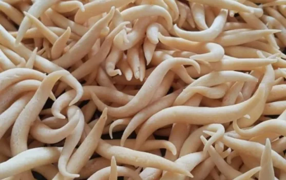 Kue Keju Daki Paling Diserbu Masyarakat, Permintaan Meningkat Tajam