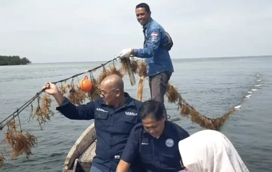 Rumput Laut Pulau Lalang Bikin Investor Ikut Nyemplung