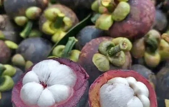 Xantones, Si Antioksidan Super Tinggi dalam Buah Manggis