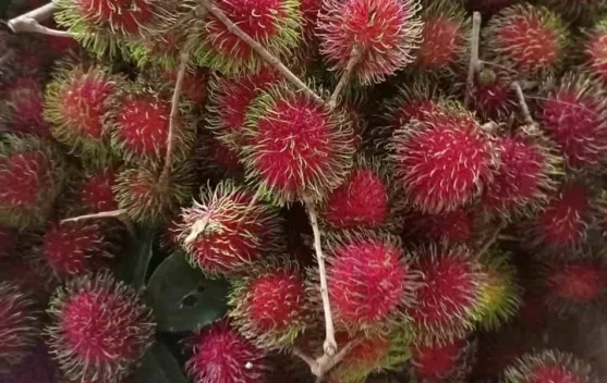Buah Rambutan Memang Enak, tapi Tidak untuk Penderita Diabetes