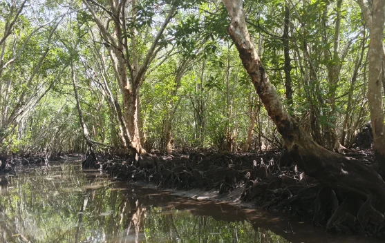 Rumah Bintan Mangrove Hadirkan Wisata dan Edukasi pelestarian Lingkungan