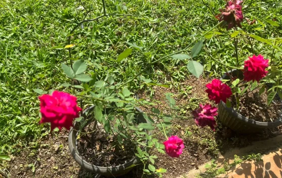 Menanam Mawar di Pekarangan, Hobi Sederhana yang Percantik Rumah