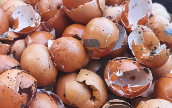 Cangkang Telur Bisa Jadi Nutrisi untuk Tanaman