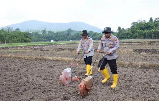 Polisi Tanam Jagung Pipil di Lahan 3,5 Hektare