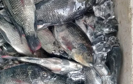 Ikan Air Laut atau Ikan Air Tawar, Mana yang Lebih Sehat ?