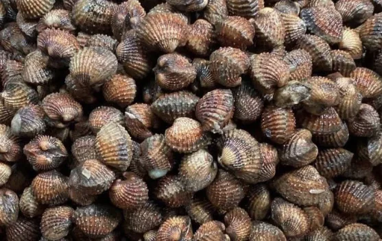 Kerang Dara Mentah Jadi Pilihan Olahan Laut Masyarakat Tanjungpinang