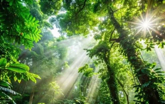 Hutan Hujan Menyimpan Keindahan yang Menakjubkan
