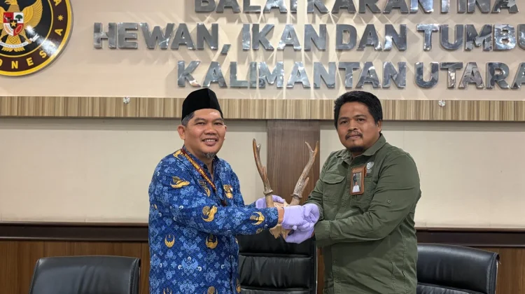 Karantina Kaltara Serahkan 38 Pasang Tanduk Rusa ke BKSDA