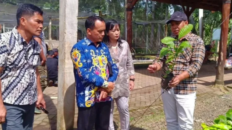 Belajar ke Jember, Bulungan Perkuat Perkebunan Kopi-Kakao