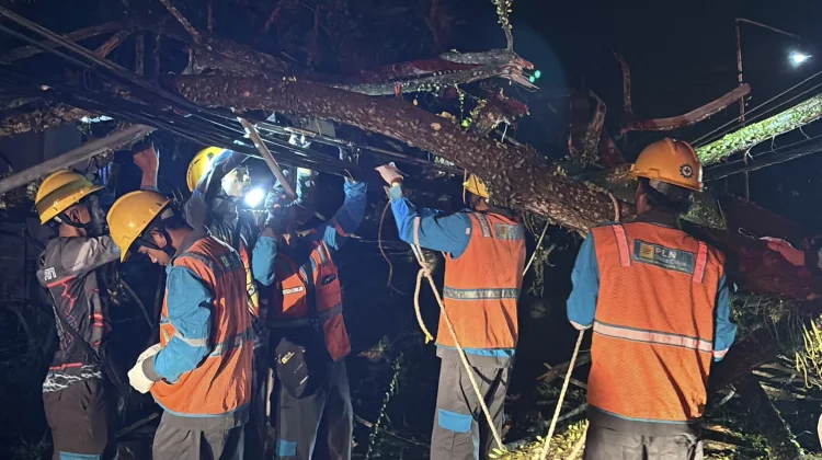 Pohon Tumbang Sebabkan Gangguan Sistem Kelistrikan di Tarakan