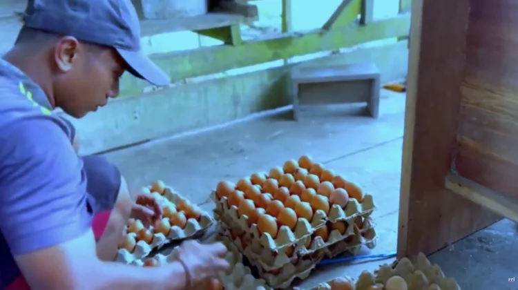 Bisnis Ayam Petelur Malinau Menjanjikan, Stok Selalu Ludes Terjual