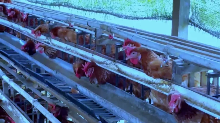 Peternak Ayam Malinau Keluhkan Masalah Pakan dan Kualitas Jagung