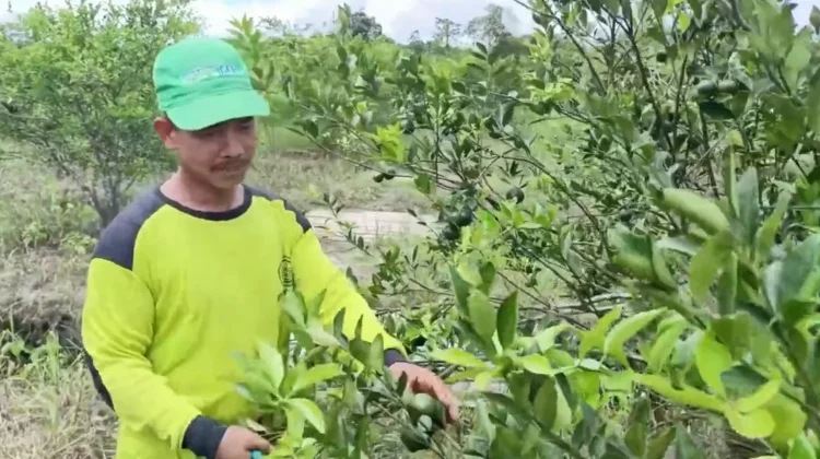 Sukses Ketahanan Pangan, Desa Malinau Hilir Kelola Kebun Jeruk Mandiri