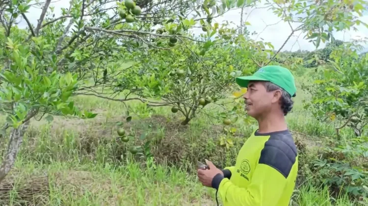 Kebun Jeruk Desa Malinau Hilir Jadi Pemasok Utama Bisnis Minuman di Malinau