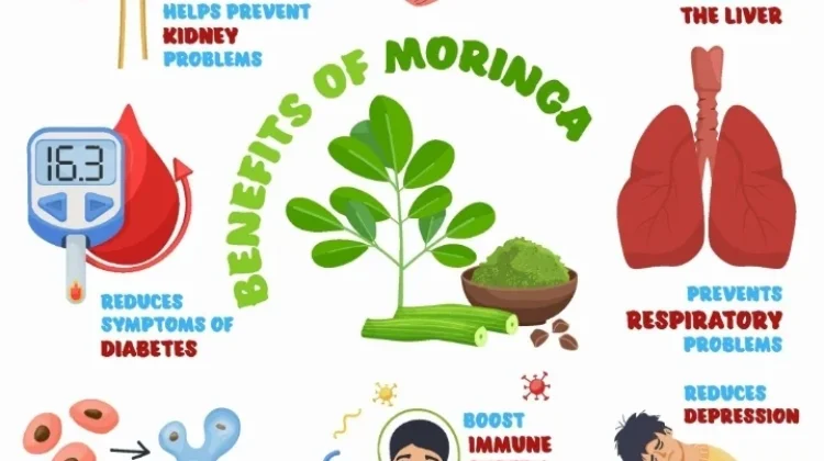 Daun Kelor, Super Food yang Kerap Diremehkan