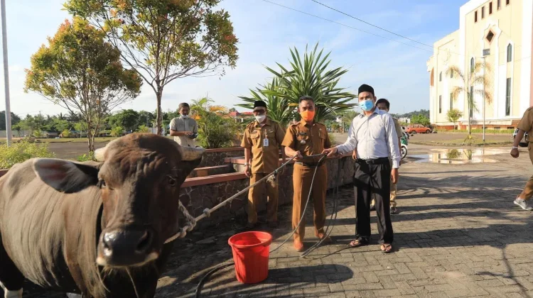 Jelang Idul Adha, Tarakan Buka Keran Datangkan Sapi Luar