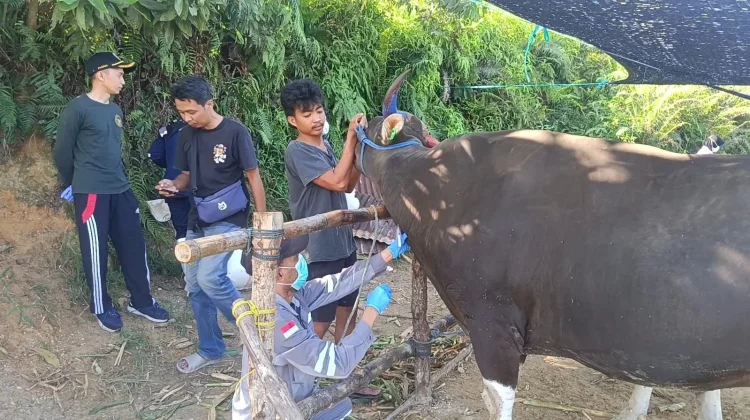 Pastikan Sehat, Ratusan Sampel Darah Sapi Kurban Diperiksa