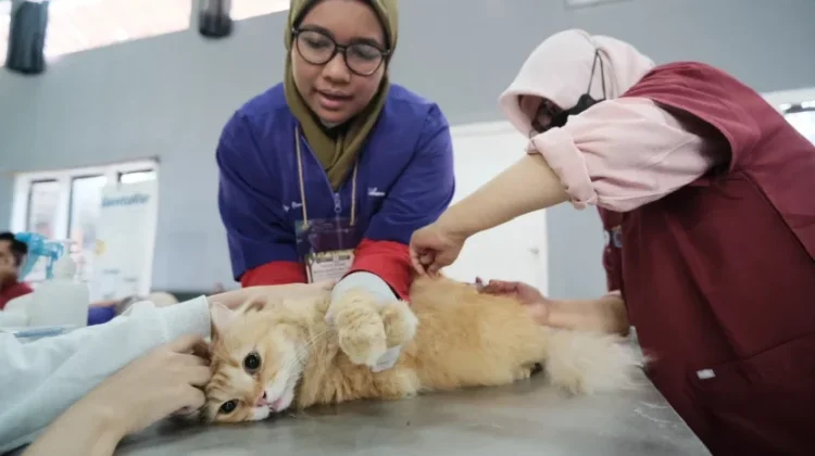 Cegah Rabies, Masyarakat Diminta Cek Kesehatan Hewan Peliharaan