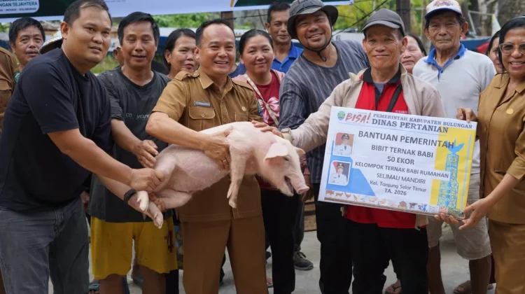 Pemkab Bulungan Bagi-bagi 345 Bibit Babi