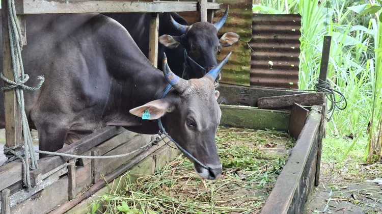 Penjualan Sapi kurban di Tarakan meningkat, Harga Bibit jadi Kendala Peternak