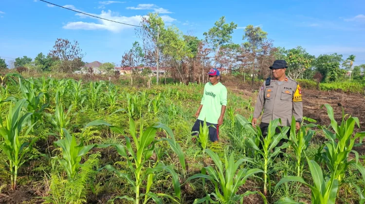 Polsek Tarakan Barat Lakukan Pendampingan Petani Jagung Hibrida