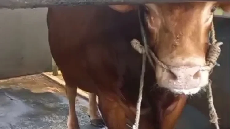 Sapi Limosin 1,5 Ton jadi Bantuan Kurban Presiden untuk Tarakan