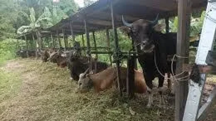 DKPP Rutin Pantau Kesehatan Hewan Kurban