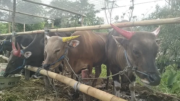 Karantina Kaltara Pastikan Pengawasan Hewan Kurban lewat TPP